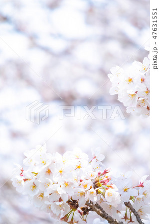 サクラ　桜　さくら　染井吉野　ソメイヨシノ　そめいよしの　コピースペース　文字スペース 47631551