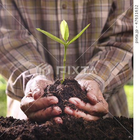 Hands holding and caring a green young plant 47631632