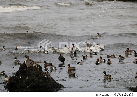 琵琶湖の鳥 47632034