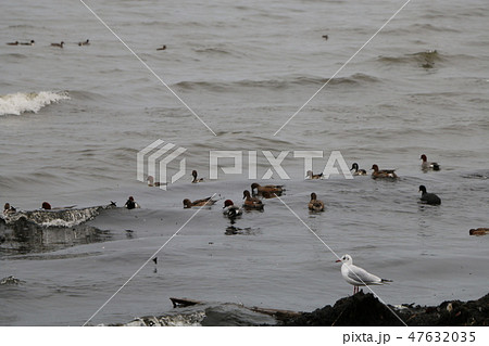 琵琶湖の鳥 47632035