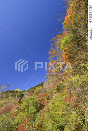 瓶ヶ森林道の紅葉を見上げて 瓶ヶ森林道の紅葉を見上げて 47632356