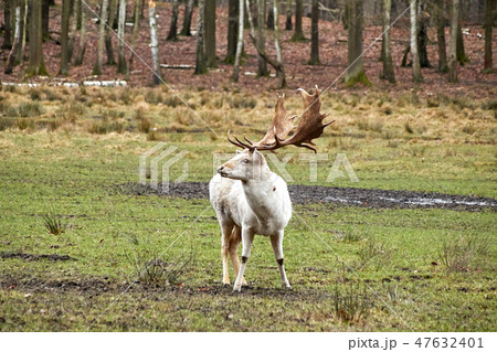 White Stag on a meadow 47632401