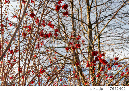 red Rowan berries in late autumn 47632402
