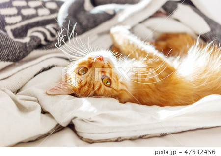 Cute ginger cat lying in bed. Fluffy pet Cute ginger cat lying in bed. Fluffy pet 47632456