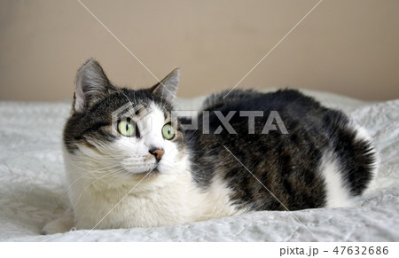 Portrait of cat 47632686