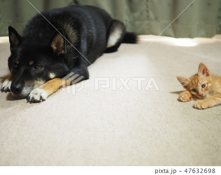 犬と猫 47632698