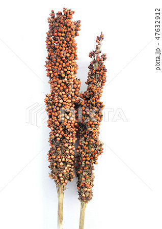 地味 穀物 穀類 47632912