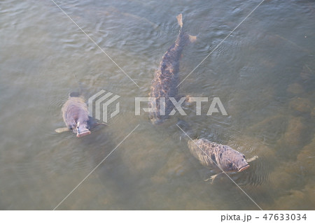 堀の鯉 堀の鯉 47633034