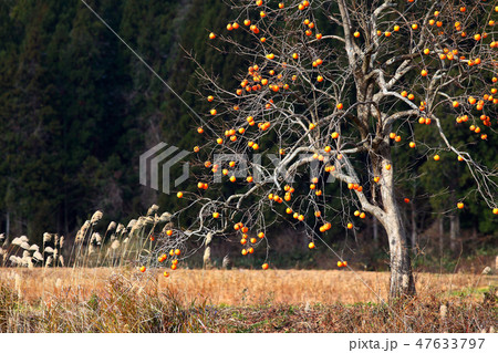晩秋の里山 柿の木 柿 カキ 晩秋の里山 柿の木 柿 カキ 47633797