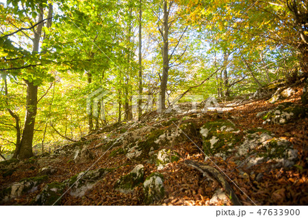 Trees in autumn season background 47633900