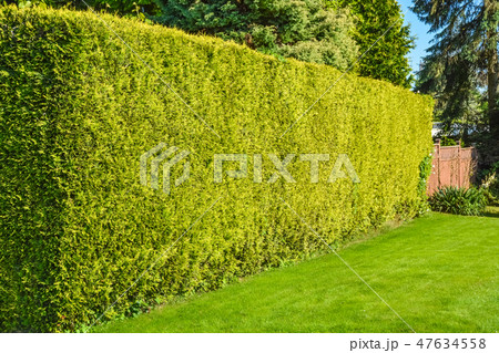 High hedge and green lawn along the yard of residential house 47634558