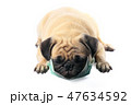 dog wearing a face mask isolated with clippingpath 47634592