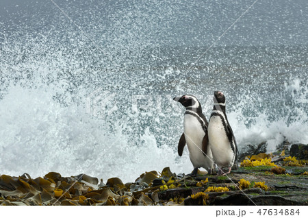 Magellanic penguins watching stormy ocean Magellanic penguins watching stormy ocean 47634884