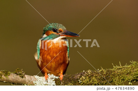 Close-up of a female Common kingfisher 47634890