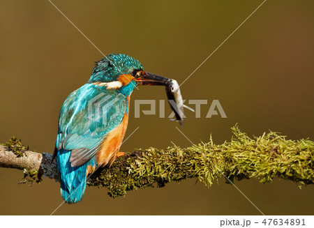 Eurasian kingfisher with a fish in the beak Eurasian kingfisher with a fish in the beak 47634891