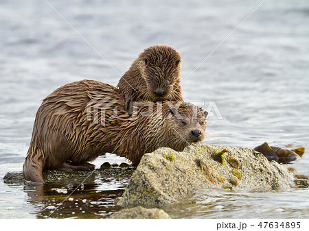 European otter with a playful cub 47634895