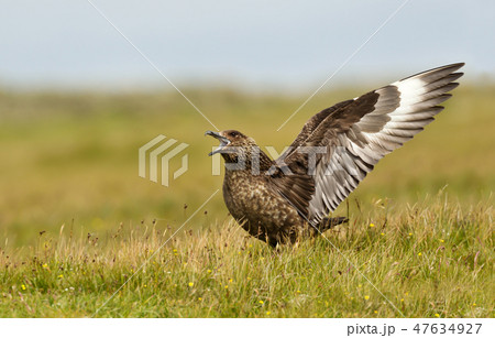 Close-up of a great skua Bonxie displaying 47634927