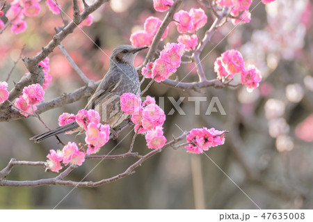 ヒヨドリと梅の花 47635008