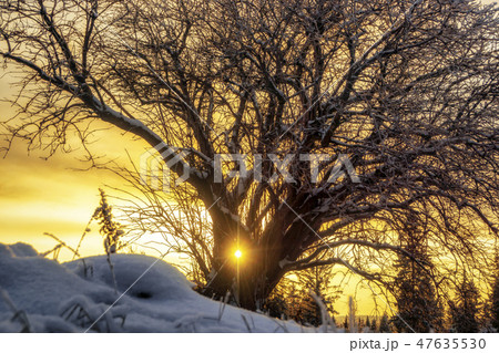 Tree on downhill at sunset in snowy winter 47635530