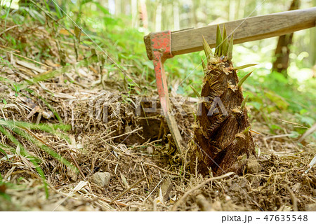 たけのこ狩り たけのこ掘り イメージ たけのこ狩り たけのこ掘り イメージ 47635548
