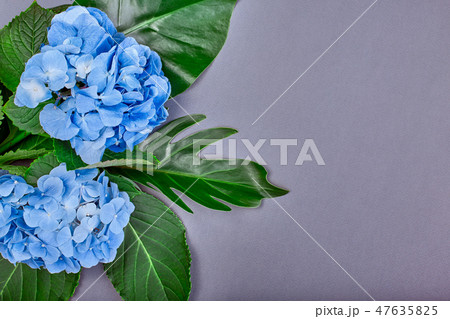 Frame made of blue hydrangea and green leaves on blue background. Flat lay, top view. Wedding's 47635825