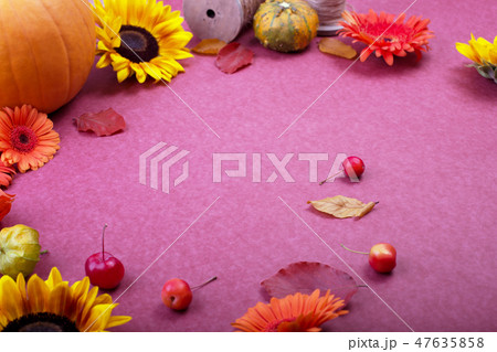 Top view of yellow and orange flowers, rope reel and pumpkins on rose background. Blank greeting 47635858