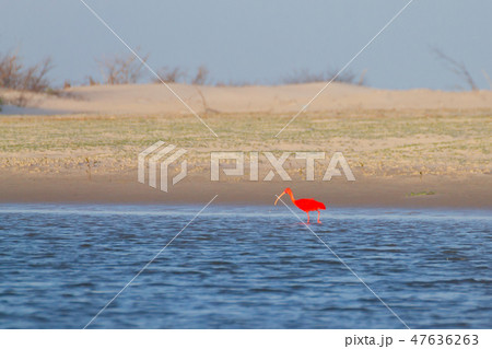 Scarlet ibis from Lencois Maranhenses  47636263