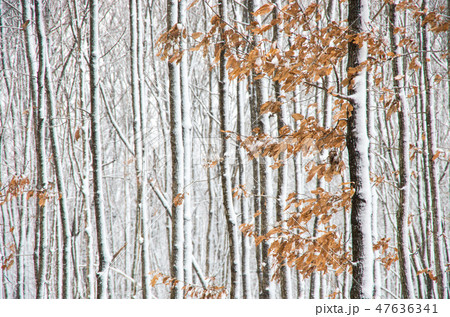 風雪の林 47636341