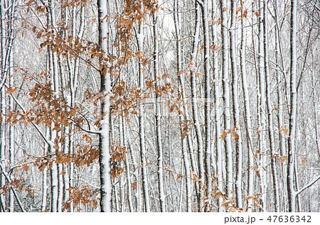 風雪の林 風雪の林 47636342