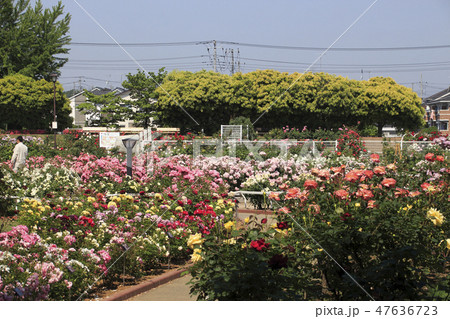 伊奈町制施行記念公園(バラ園) 伊奈町制施行記念公園(バラ園) 47636723