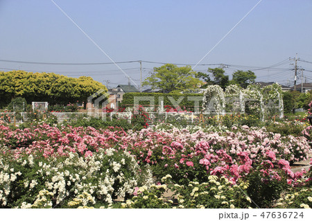 伊奈町制施行記念公園（バラ園） 47636724