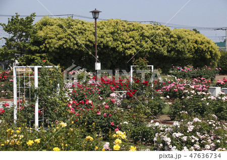 伊奈町制施行記念公園(バラ園) 伊奈町制施行記念公園(バラ園) 47636734