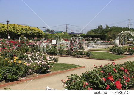 伊奈町制施行記念公園（バラ園） 47636735