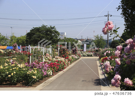 伊奈町制施行記念公園（バラ園） 47636736