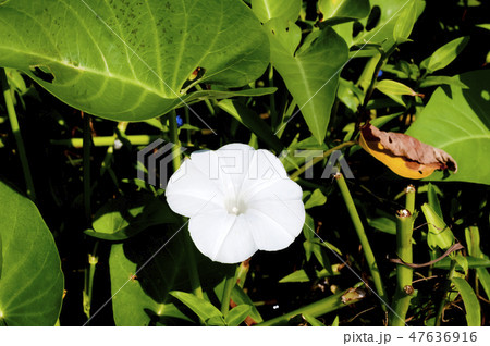 空芯菜の花 47636916