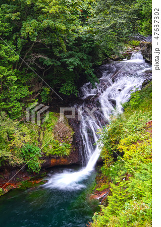 おしどり隠しの滝とチャツボミゴケ　奥蓼科横谷峡 47637302