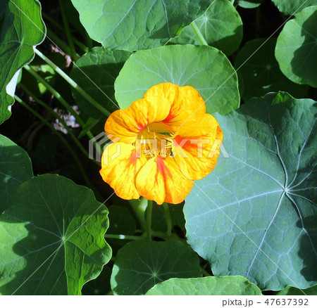 南投 阿里山 玉山 47637392