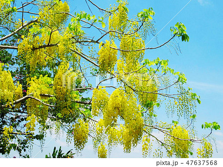 花 フラワー お花 47637568