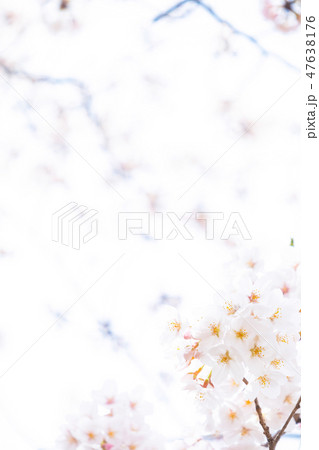 サクラ 桜 さくら 染井吉野 ソメイヨシノ そめいよしの コピースペース 文字スペース サクラ 桜 さくら 染井吉野 ソメイヨシノ そめいよしの コピースペース 文字スペース 47638176