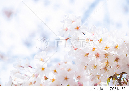サクラ　桜　さくら　染井吉野　ソメイヨシノ　そめいよしの　コピースペース　文字スペース 47638182