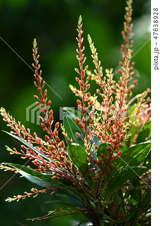 自然 植物 リュウキュウアセビ、赤い粒々の蕾。本来分布していなかった石垣島の公園にて 自然 植物 リュウキュウアセビ、赤い粒々の蕾。本来分布していなかった石垣島の公園にて 47638928