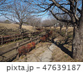 散歩道の公園 47639187