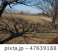 さくら待つ木の陰 47639188