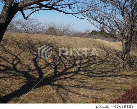 さくら待つ木の陰 さくら待つ木の陰 47639188