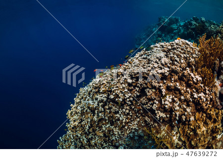 Wildlife in underwater with reef, corals and fish Wildlife in underwater with reef, corals and fish 47639272