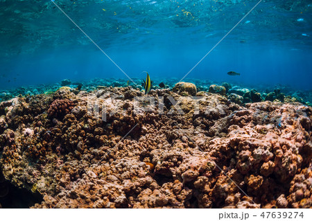 Corals and tropical fish in underwater blue sea 47639274