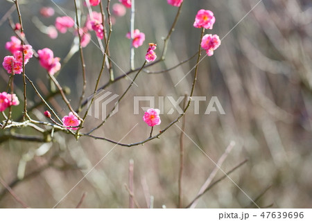梅の花　紅梅八重 47639696