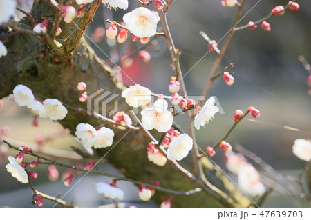 梅の花　芝梅 47639703