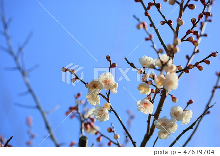 梅の花 芝梅 梅の花 芝梅 47639704