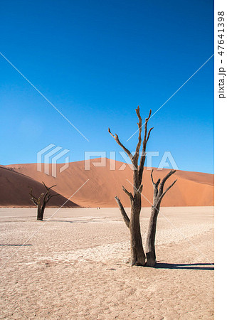ナミビア ナミブ砂漠 死の沼デッドフレイの写真素材